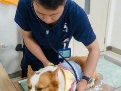 -派美特宠物医院·核磁CT·骨科肿瘤·疑难转诊(沈农禾丰店)
