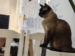 -李小姐の猫咖啡馆(五角场店)