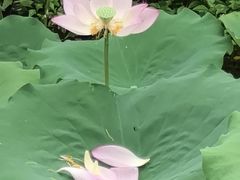 -荔湾湖公园
