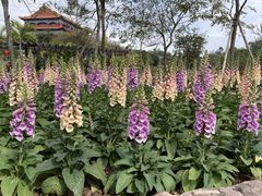 -广州莲花山旅游区