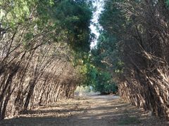 -原山国家森林公园