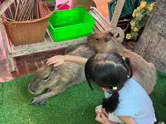 -正佳雨林生态植物园
