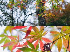 -杭州植物园