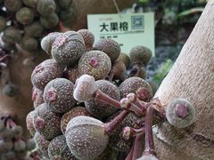 -呀路古热带植物园