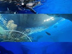 -香港海洋公园