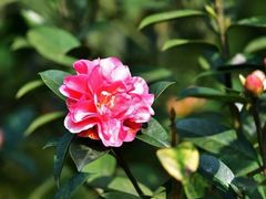 -南山植物园