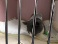 -谐和益家动物医院·免疫绝育·血液透析·宠保定点医院(高新伊藤分院)