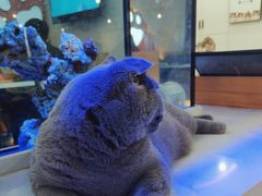 -喵园·猫主题咖啡厅·撸猫·猫咖(国贸店)