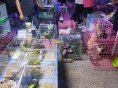 -中环花鸟鱼虫市场