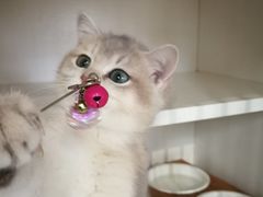 -东方名猫馆·英短金渐层布偶猫舍(环线广场1号楼店)