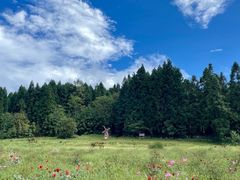 -武陵山森林公园