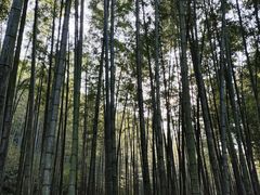 -云栖竹径
