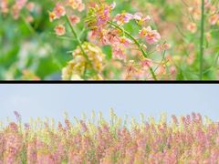 -三圣花乡旅游区