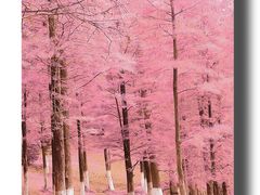 -番禺大夫山森林公园