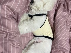 -特一安24小时宠物医院·骨科·中兽医