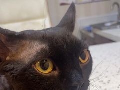 -宠爱国际动物医院·消化内科·心肾内科·ISFM猫友好(望京店)