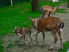 -合肥滨湖国家森林公园