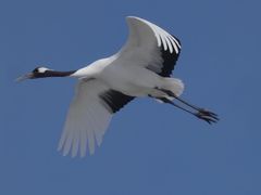 -钏路市丹顶鹤自然公园