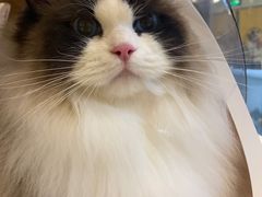 -momokira米努特·德文卷毛猫·棉花面纱犬