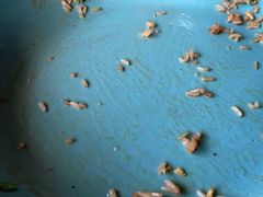 -OLD TREE老树咖啡·西餐厅(台山人工湖店)