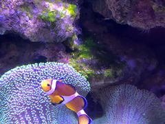 -迪拜水族馆及水下动物园