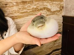-肆月河豚·新淮扬(金融街店)