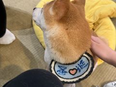 -逗柴咖啡屋·狗咖猫咖宠物桌游