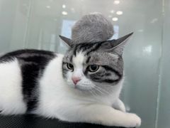 -爱洗澡的猫(望京店)