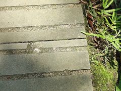 -缙云山景区