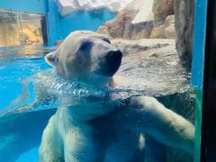 -海合安武汉极地海洋公园