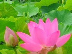 -莲花池公园