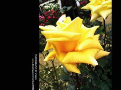 -人民公园(罗湖区)