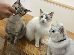 -李小姐の猫咖啡馆(五角场店)