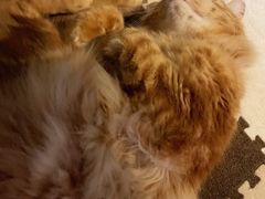 -猫猫幼稚园·撸猫·桌游·电玩