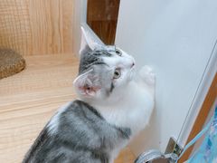 -山宅一喵德文卷毛猫舍