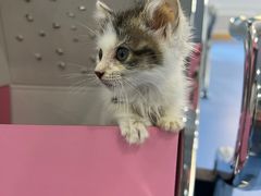 -天使宠物医院·犬猫分诊(彩虹店)