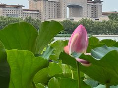 -莲花池公园