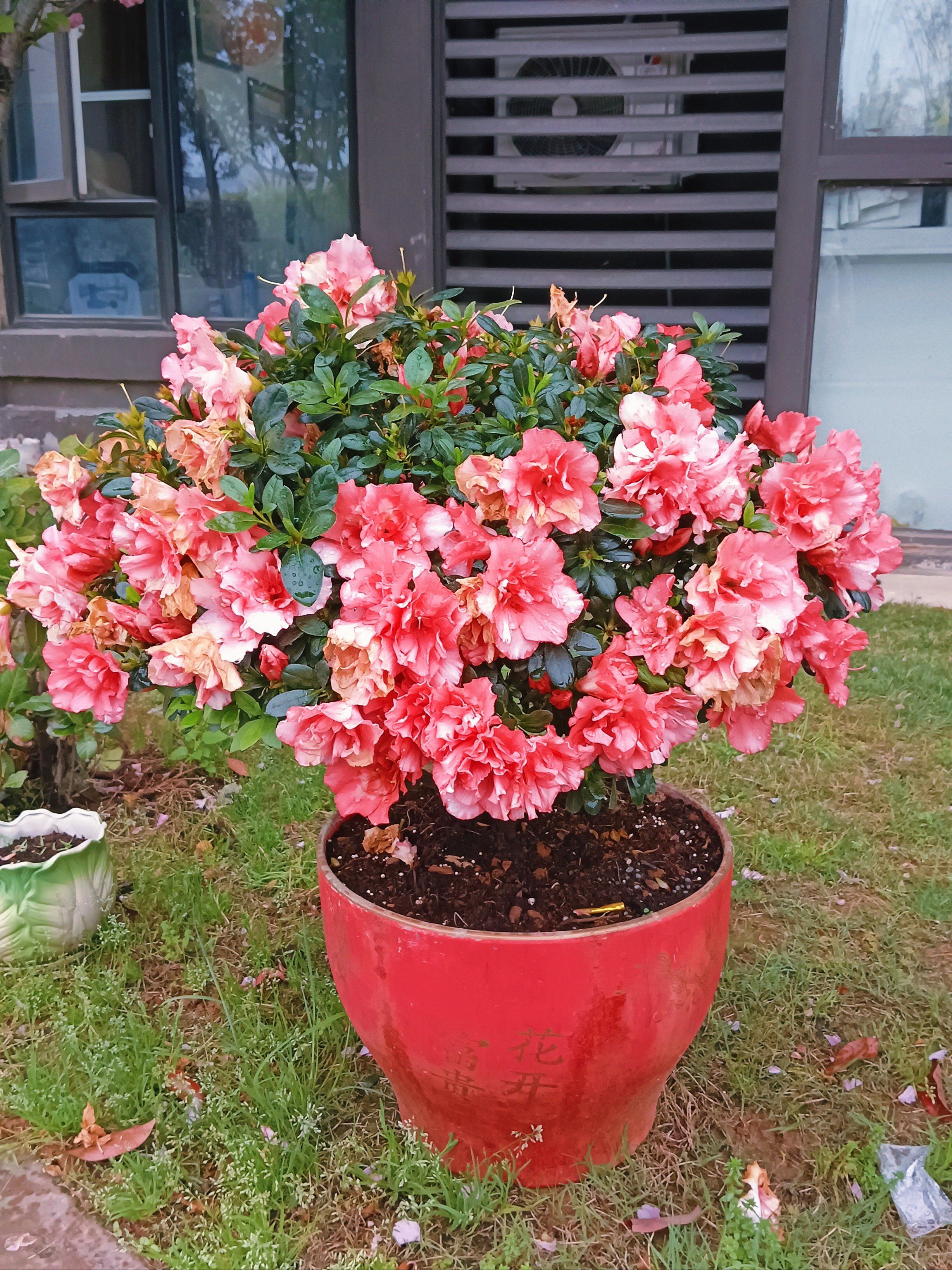 每年都要买一盆的花