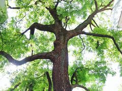 -湖北美术学院(昙华林校区)