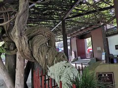 -桂湖森林公园