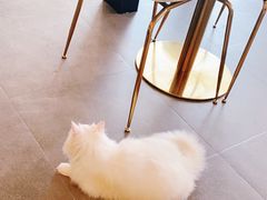 -飞行喵MR PILOT|猫舍·猫咖(静安大融城店)