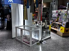 -momokira米努特·德文卷毛猫·棉花面纱犬