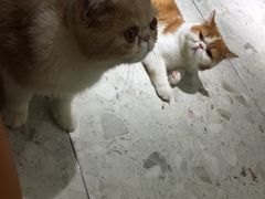 -飞行喵MR PILOT|猫舍·猫咖(静安大融城店)
