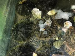 -蓝湾碧波·老字号·疍家非遗海上餐厅