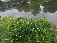-洋湖国家湿地公园