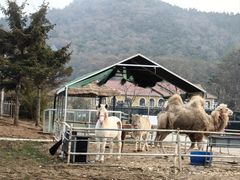 -金石滩蓝莓谷庄园