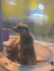 -神奇动物撸宠馆·羊驼·小浣熊·异宠(豫园店)