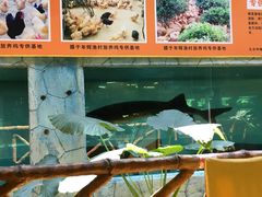 -年辉渔村·非遗传承餐厅(新丰江店)