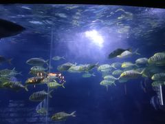 -烟台海昌鲸鲨海洋公园