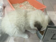 -FAELING PETS美天灵宠物(富力广场店)